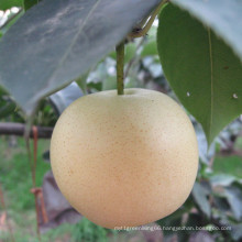 2016 Fresh New Crop Golden Pear/Crown Pear